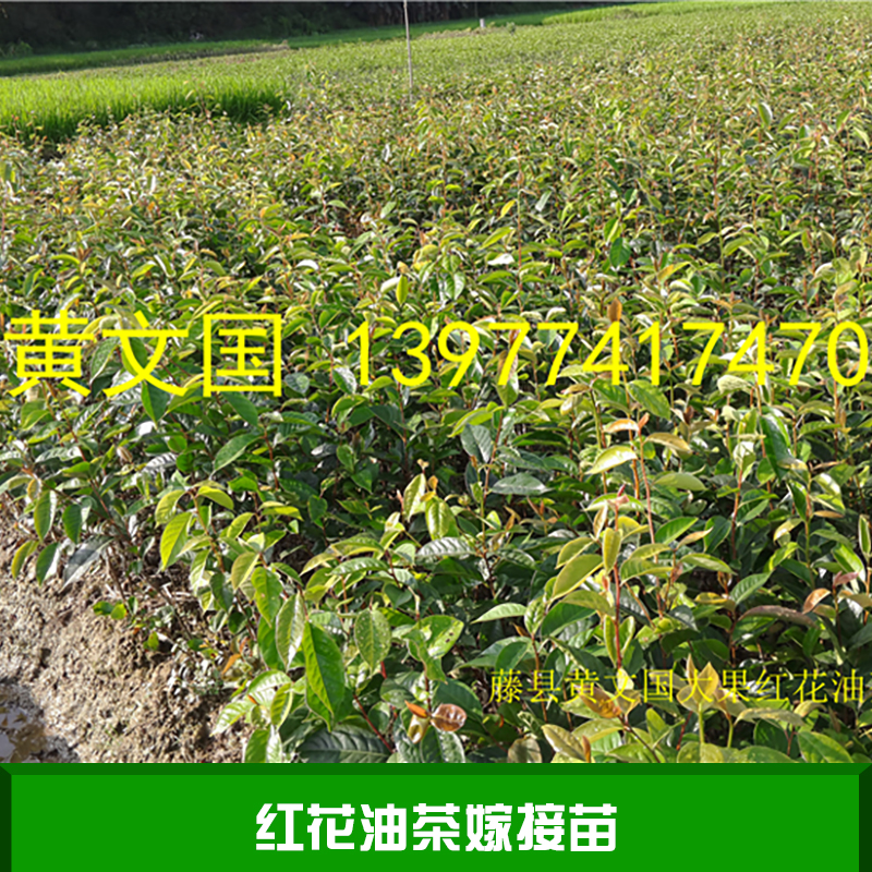 紅花油茶嫁接苗產(chǎn)品 專業(yè)紅花油茶種植基地 紅花油茶嫁接苗批發(fā) 紅花油茶嫁接苗價格