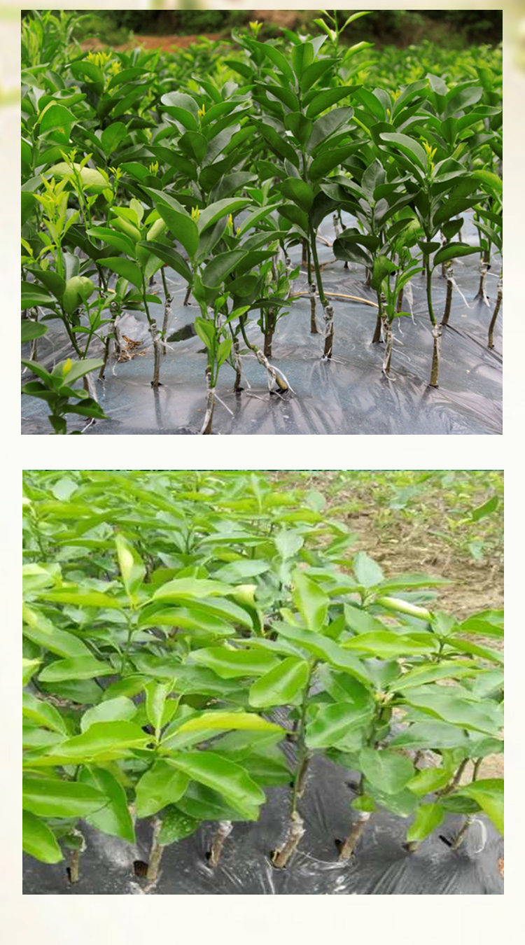 四川高產(chǎn)沃柑果苗批發(fā)價 四川哪里有高產(chǎn)沃柑果苗賣 四川高產(chǎn)沃柑果苗價錢