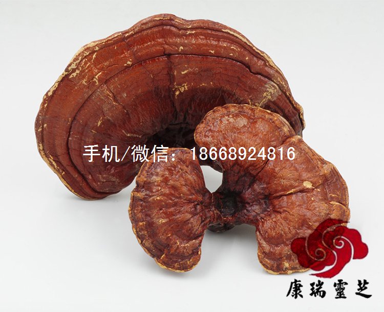 山東靈芝市場(chǎng)價(jià)格趨勢(shì) 椴木靈芝采購(gòu)價(jià)格