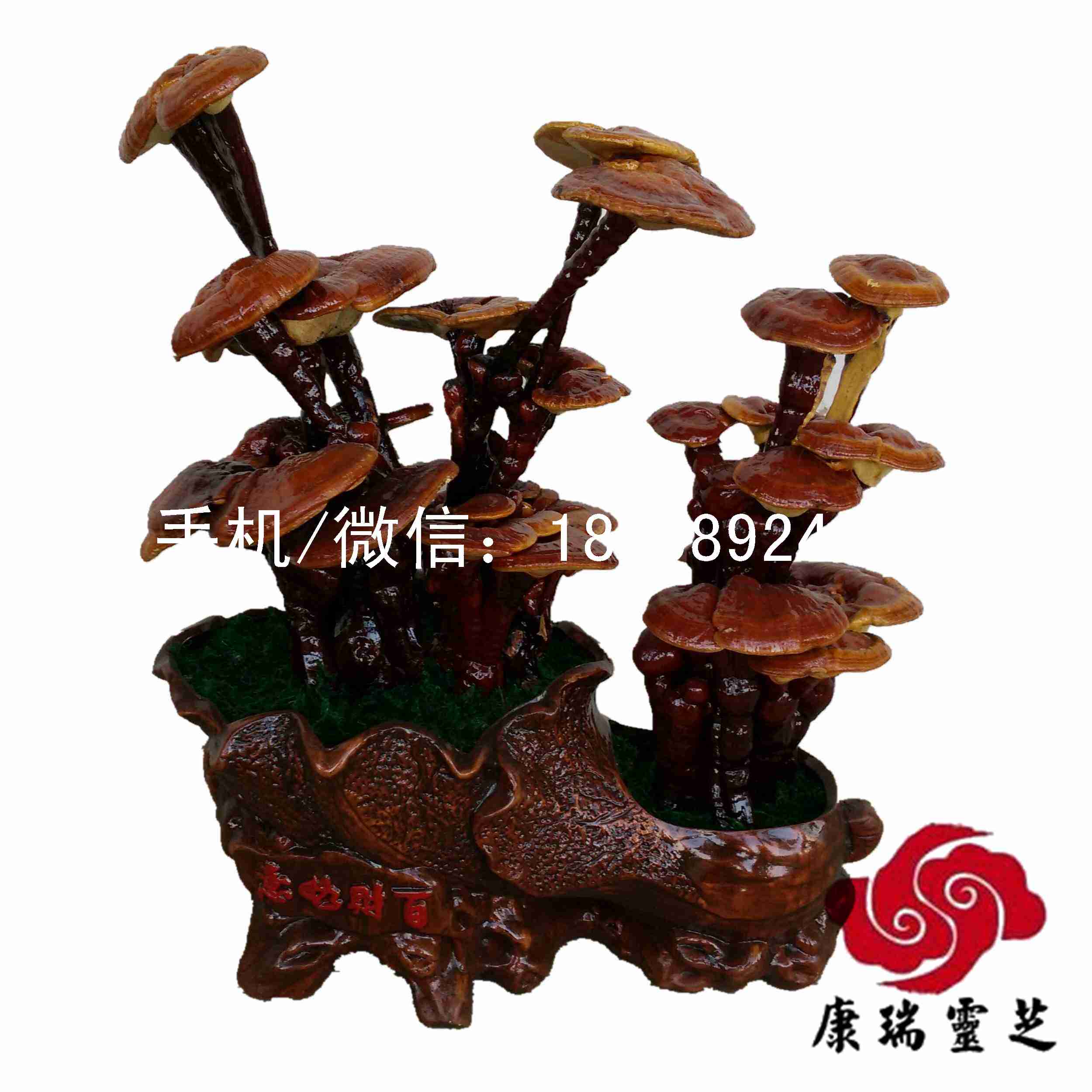 中小型紅靈芝盆景批發(fā)靈芝工藝品 冠縣靈芝盆景的廠家產(chǎn)地直銷 山東紅靈芝盆景批發(fā)