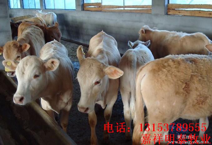 夏洛萊牛犢育肥 夏洛萊牛價格 肉牛養(yǎng)殖場活牛批發(fā)屠宰場肉牛犢牛苗