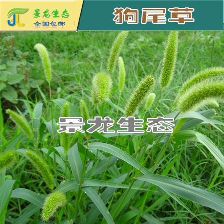 狗尾草|蘆葦|馬蹄金|紅葉地膚 野芒草 產(chǎn)地草種