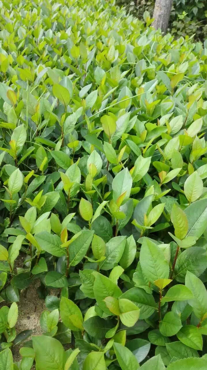 黑果花楸/出售黑果花楸小苗/批發(fā) 黑果肋腺花楸