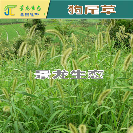 狗尾草|蘆葦|馬蹄金|紅葉地膚 野芒草 產(chǎn)地草種