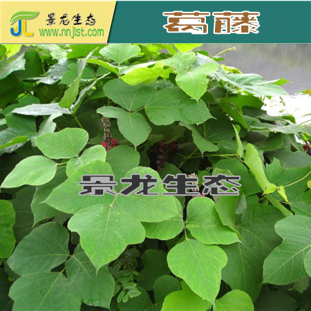 大葛藤苗，廣西葛藤，爬藤葛藤批發(fā) 小葛藤種子 廣東葛藤