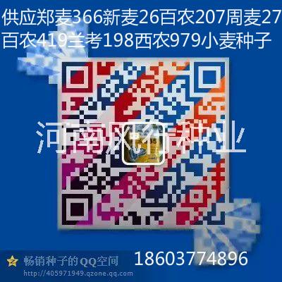 供應(yīng)平安8號小麥種子