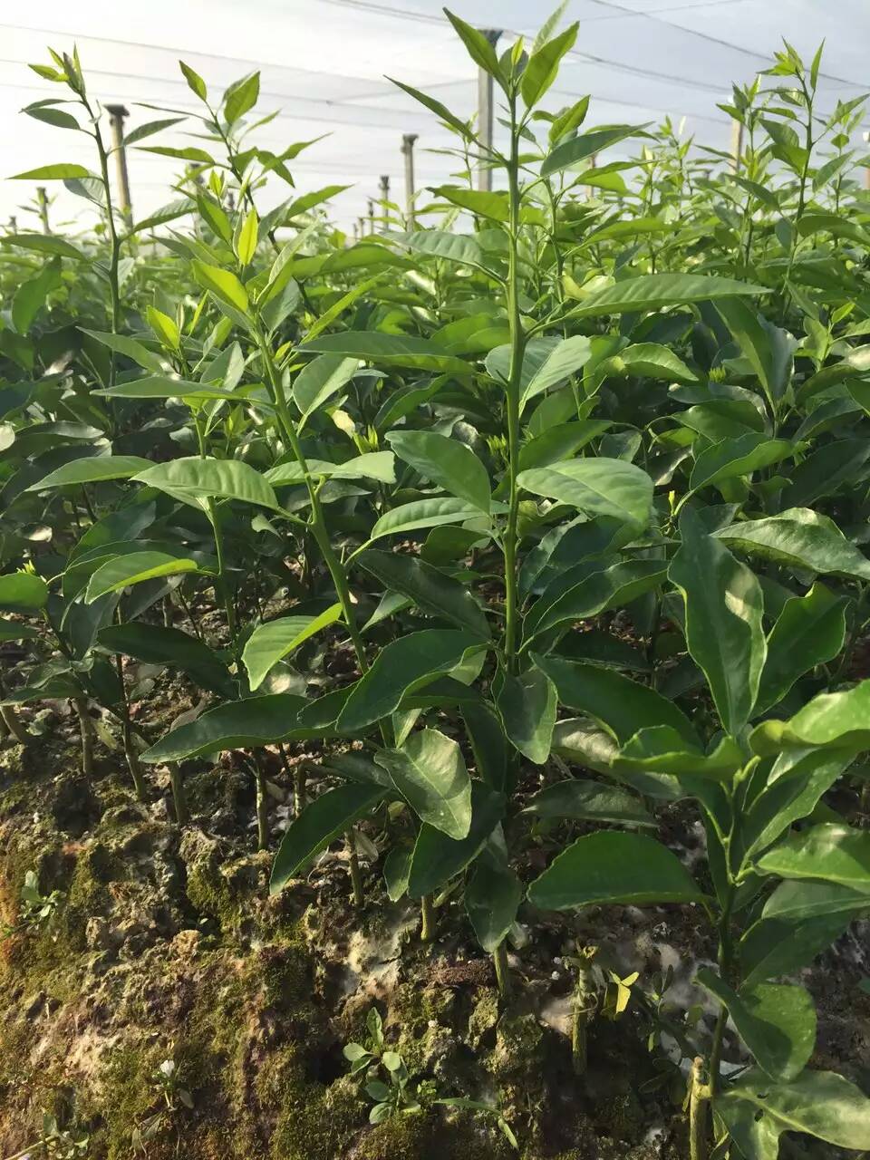 沃柑苗、廣西沃柑苗、那里的沃柑苗