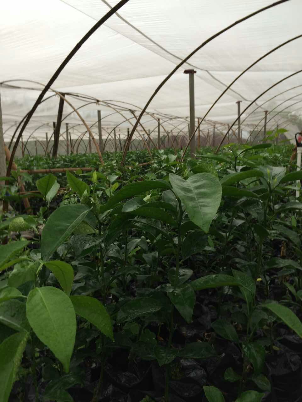 重慶沃柑 沃柑苗批發(fā)價(jià)格  沃柑種植前景  沃柑種苗 量大從優(yōu)