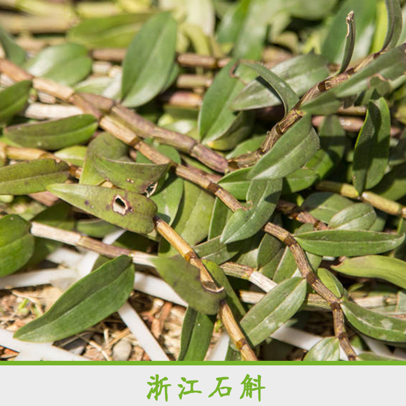 浙江石斛 *石斛苗 鐵皮石斛苗 浙江石斛馴化苗 瑞安石斛楓斗小苗