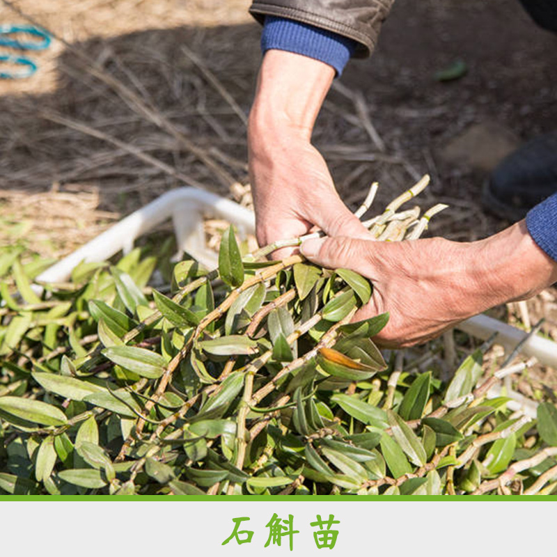 石斛苗 石斛種苗種植基地 鐵皮石斛種苗 廠家專業(yè)種植石斛 *石斛苗