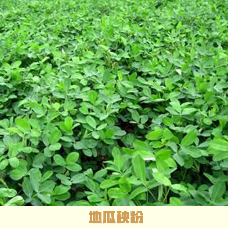 地瓜秧粉廠家直銷 地瓜秧草粉 山東地瓜秧粉 地瓜秧 地瓜秧粉 地瓜粉