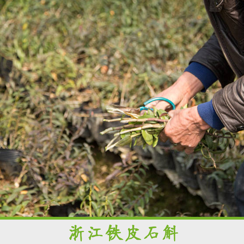 浙江鐵皮石斛 瑞安鐵皮石斛種苗批發(fā) 藥材種苗供應(yīng)商 鐵皮楓斗馴化苗價格