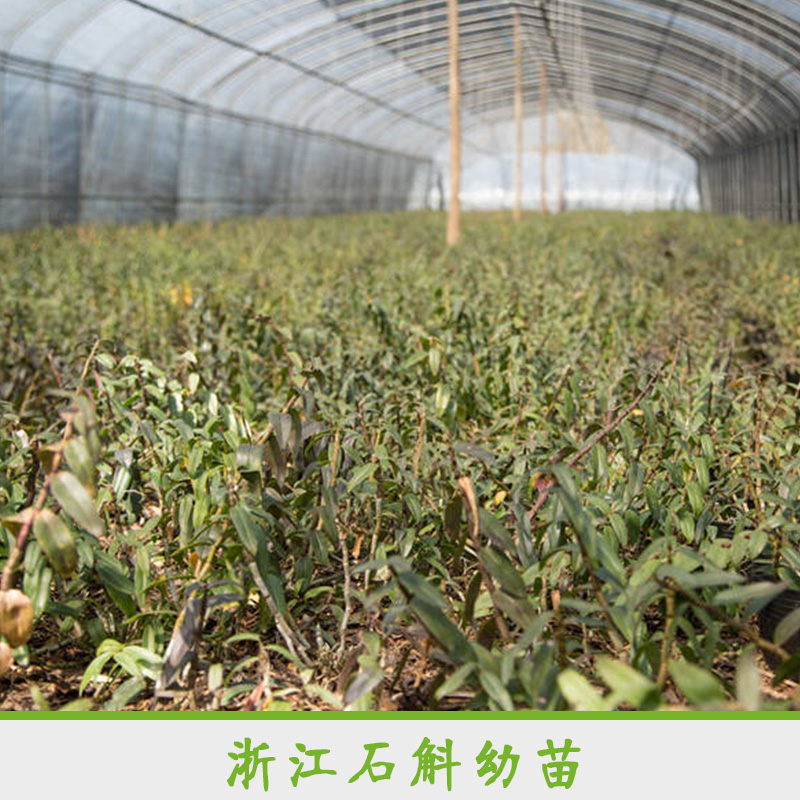 浙江石斛幼苗 專業(yè)栽培鐵皮石斛幼苗 石斛幼苗培育基地 鐵皮石斛種苗幼苗