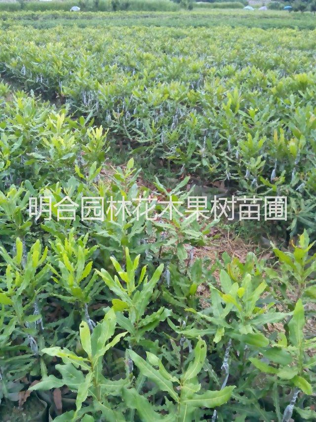 廣西欽州市欽北區(qū)批發(fā)夏威夷果種子苗 澳洲堅(jiān)果苗 批發(fā)夏威夷果種子