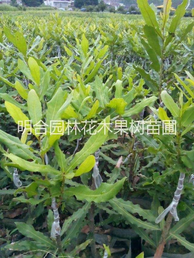 廣西欽州市欽北區(qū)批發(fā)夏威夷果種子苗 澳洲堅(jiān)果苗 批發(fā)夏威夷果種子