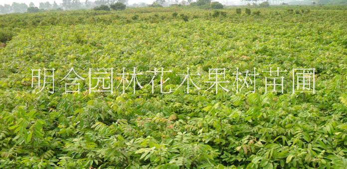 廣西欽州那蒙供應 儲良龍眼 石硤龍眼 廣西龍眼苗基地 桂圓苗 廣西水果龍眼苗基地