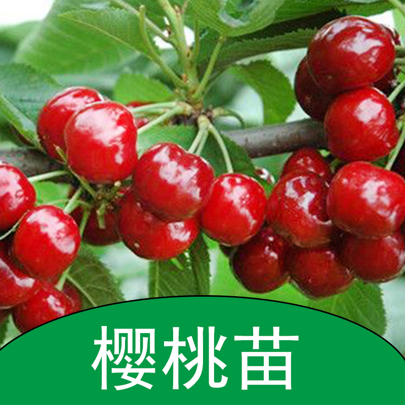 櫻桃苗 櫻桃幼苗 櫻桃樹苗 櫻桃小苗