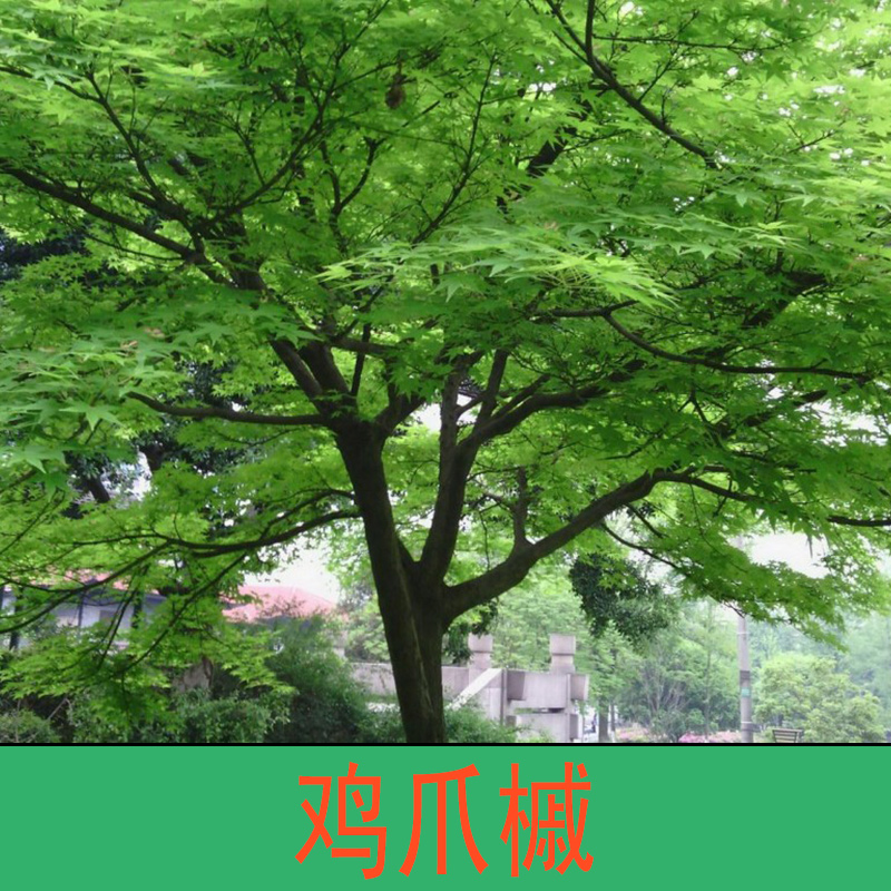 雞爪槭  雞爪槭樹 雞爪槭盆景 雞爪槭價格