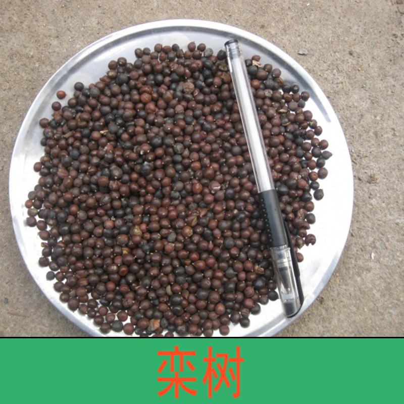 欒樹(shù)  欒樹(shù)苗 欒樹(shù)苗價(jià)格 欒樹(shù)樹(shù)苗