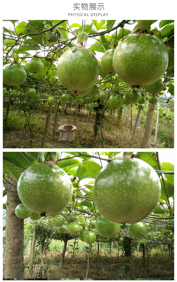 廣西百香果報(bào)價(jià)，廣西百香果供應(yīng)商，廣西百香果批發(fā)商