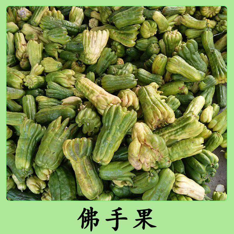 廣西佛手果批發(fā) 綠色無公害新鮮佛手果 清香撲鼻廣佛手柑果 九爪木果