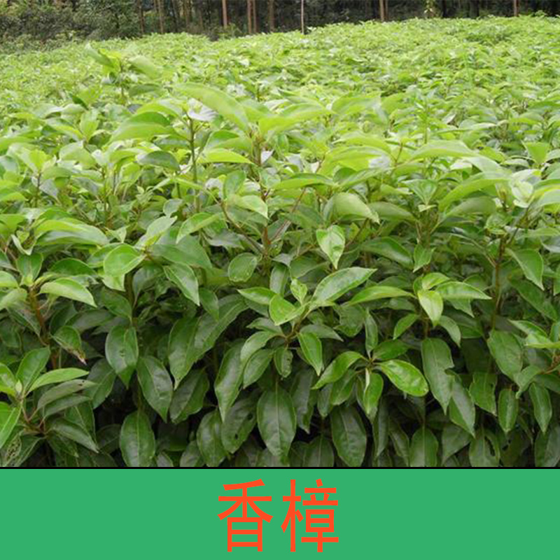香樟 香樟樹(shù) 香樟木 香樟樹(shù)價(jià)格