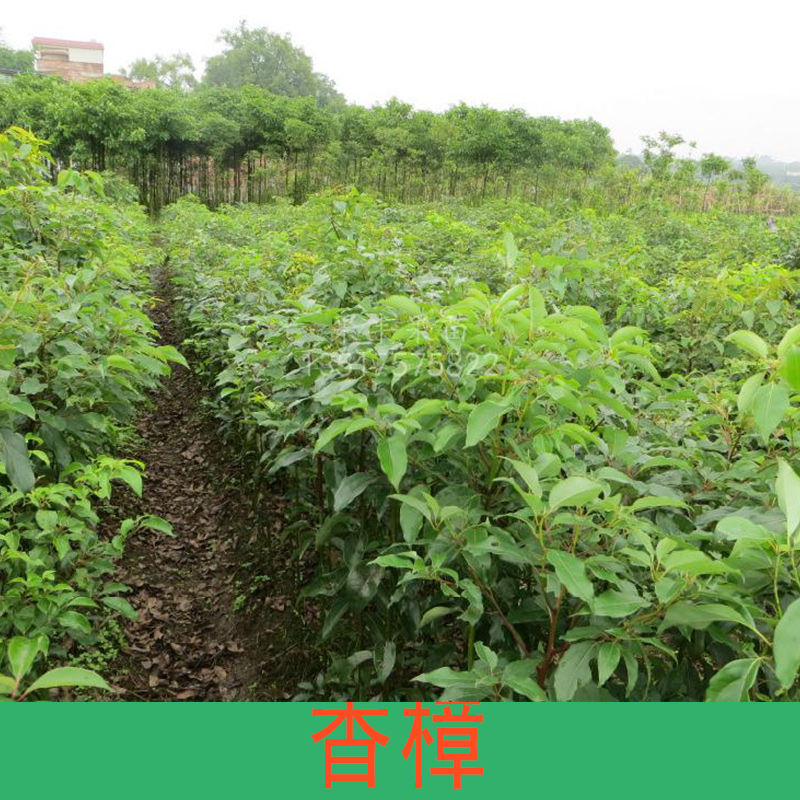 香樟 香樟樹(shù) 香樟木 香樟樹(shù)價(jià)格