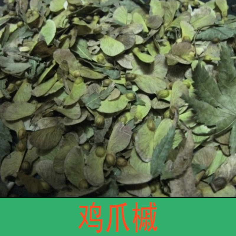 雞爪槭  雞爪槭樹 雞爪槭盆景 雞爪槭價格