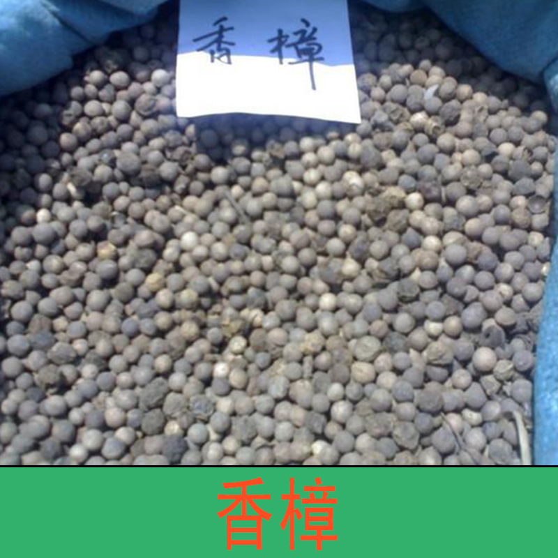 香樟 香樟樹(shù) 香樟木 香樟樹(shù)價(jià)格