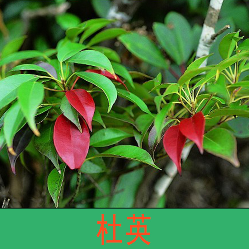 杜英 杜英樹 尖葉杜英 大葉杜英