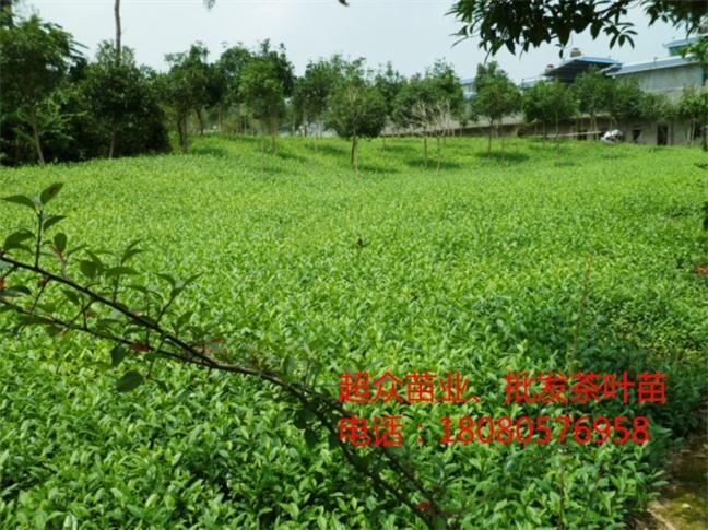 貴州茶葉苗/貴州福鼎大白茶苗/貴州黃金芽茶苗/貴州中茶108茶苗