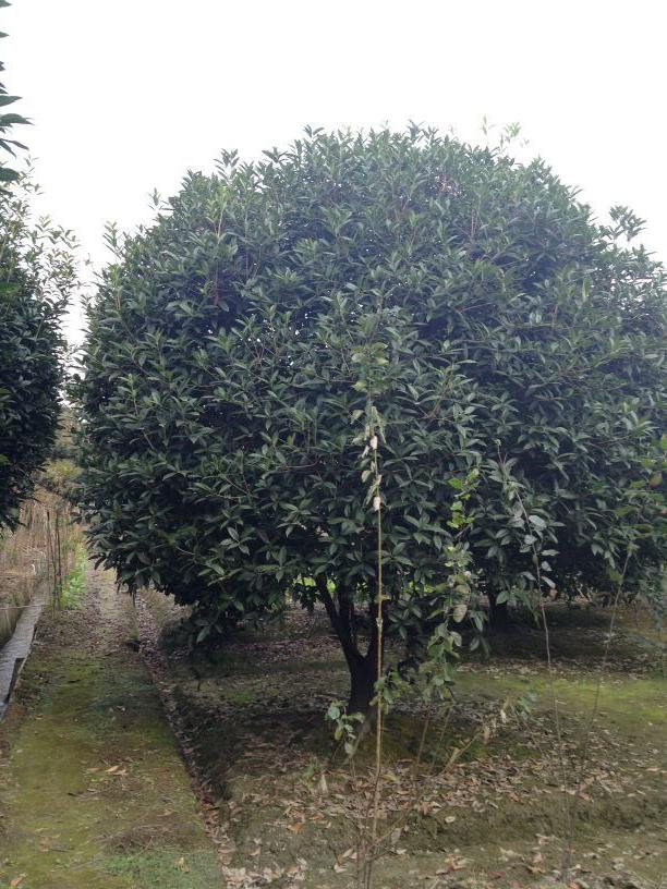 溫江桂花 溫江低分枝桂花  四川地分枝桂花價格  成都地分枝桂花