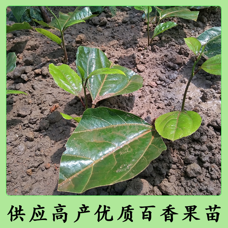 南寧黃金百香果苗，黃金百香果苗，黃金百香果苗批發(fā)