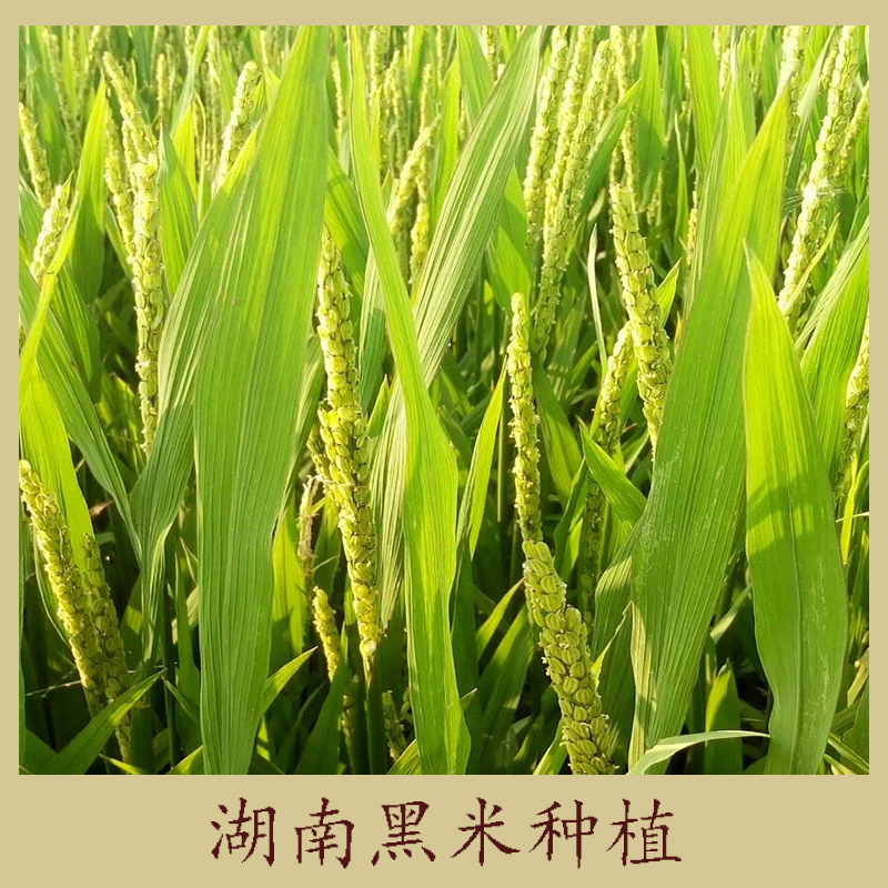 湖南黑米種植 有機(jī)黑土種植 黑米 無染色五谷雜糧