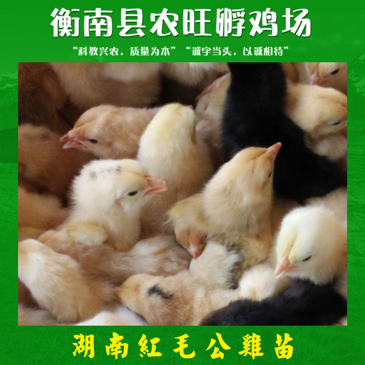 湖南紅毛公雞苗  專業(yè)紅毛公雞養(yǎng)殖 紅毛公雞苗養(yǎng)殖場 紅毛高冠公雞苗價格