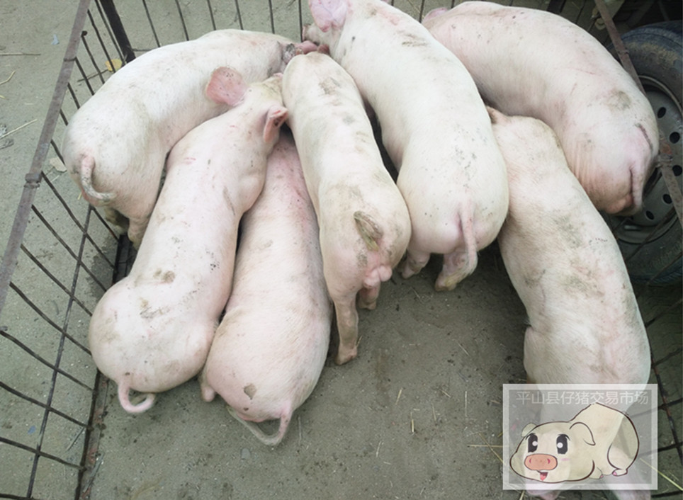 長沙豬崽批發(fā)價格 湖南豬苗批發(fā)   四川豬仔批發(fā)