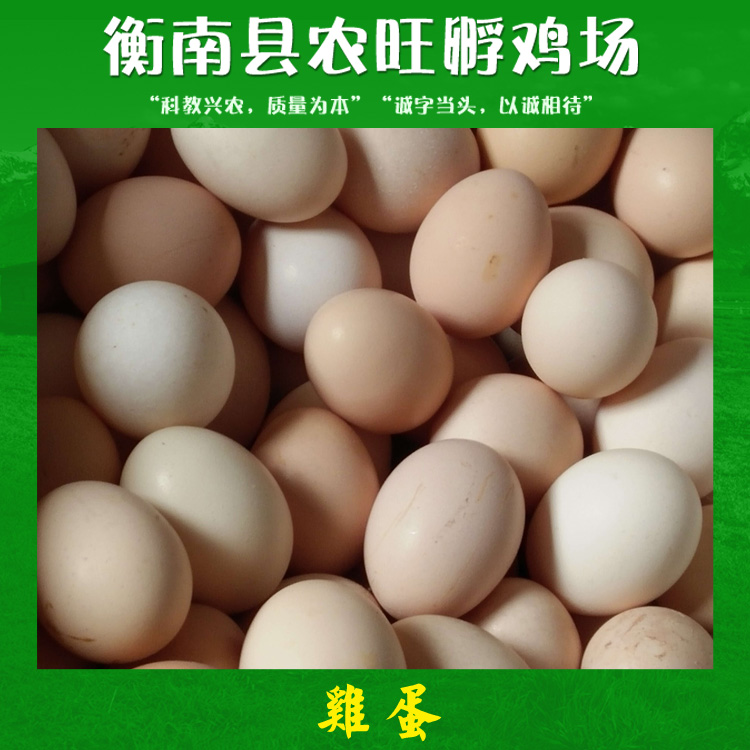 雞蛋 農家散養(yǎng)土雞蛋 生態(tài)散養(yǎng)土雞蛋 土雞初生雞蛋廠家供應報價