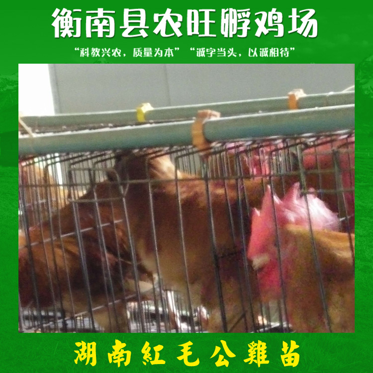 湖南紅毛公雞苗  專業(yè)紅毛公雞養(yǎng)殖 紅毛公雞苗養(yǎng)殖場 紅毛高冠公雞苗價格