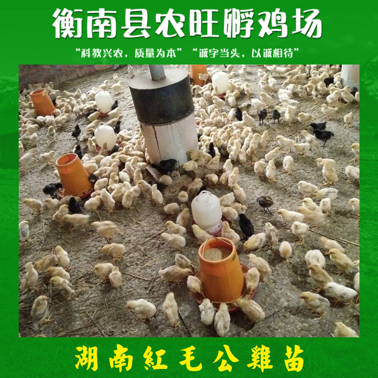 湖南紅毛公雞苗  專業(yè)紅毛公雞養(yǎng)殖 紅毛公雞苗養(yǎng)殖場 紅毛高冠公雞苗價格