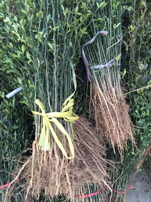 30公分枸橘多少錢