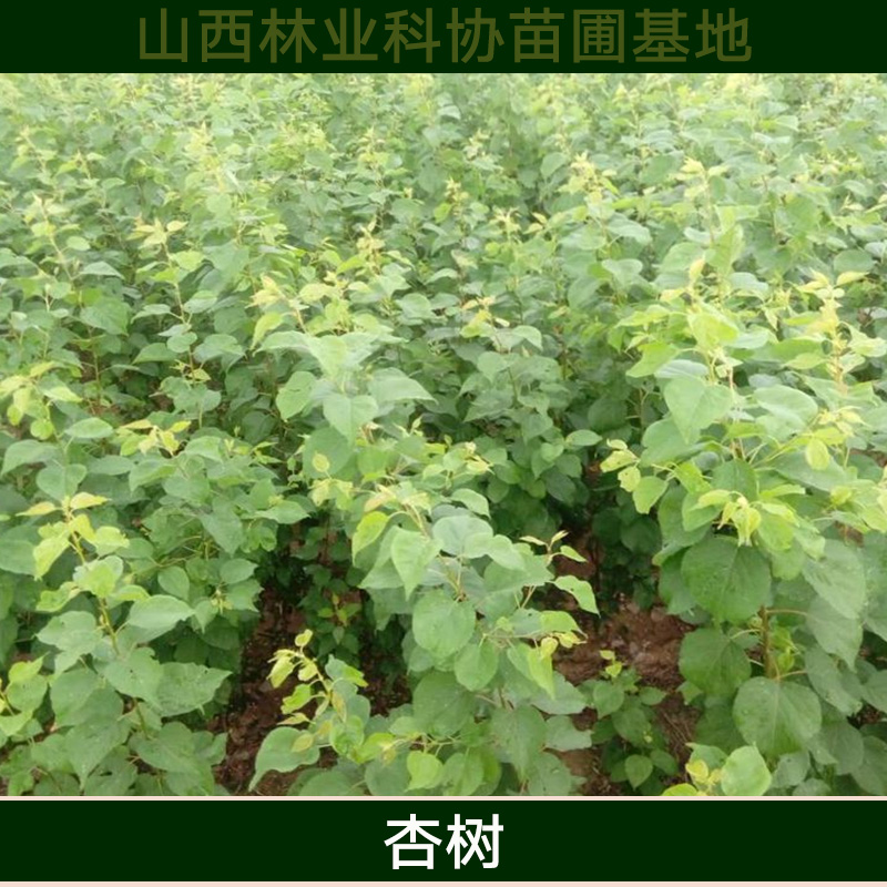 廣西杏樹苗批發(fā) 高產(chǎn)杏樹種苗 優(yōu)質(zhì)杏子樹苗木 高成活率杏樹樹苗