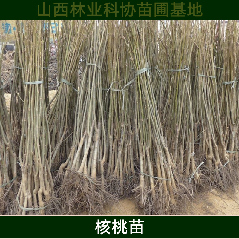 清香核桃苗 山西優(yōu)質(zhì)核桃苗批發(fā)基地