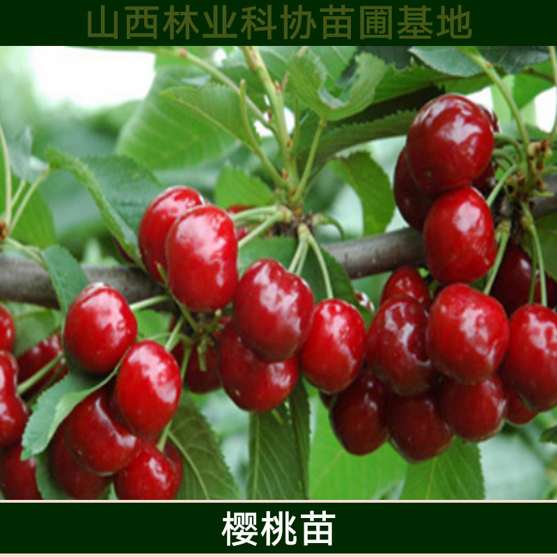 山西櫻桃苗批發(fā) 車?yán)遄訖烟颐缒?矮化大櫻桃樹苗 優(yōu)質(zhì)高產(chǎn)櫻桃種苗