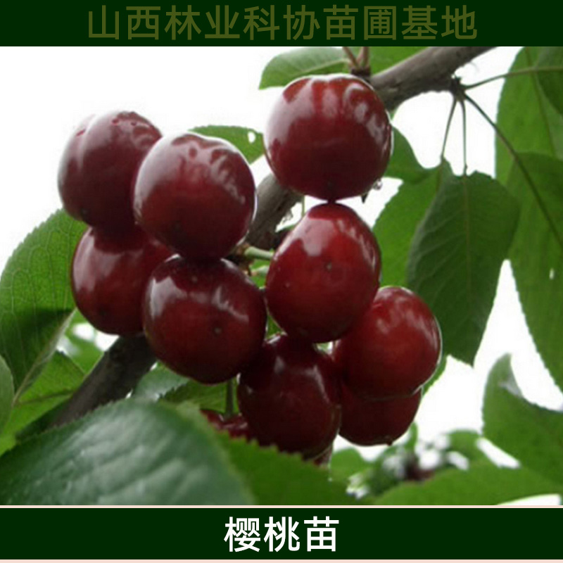 山西櫻桃苗批發(fā) 車?yán)遄訖烟颐缒?矮化大櫻桃樹苗 優(yōu)質(zhì)高產(chǎn)櫻桃種苗