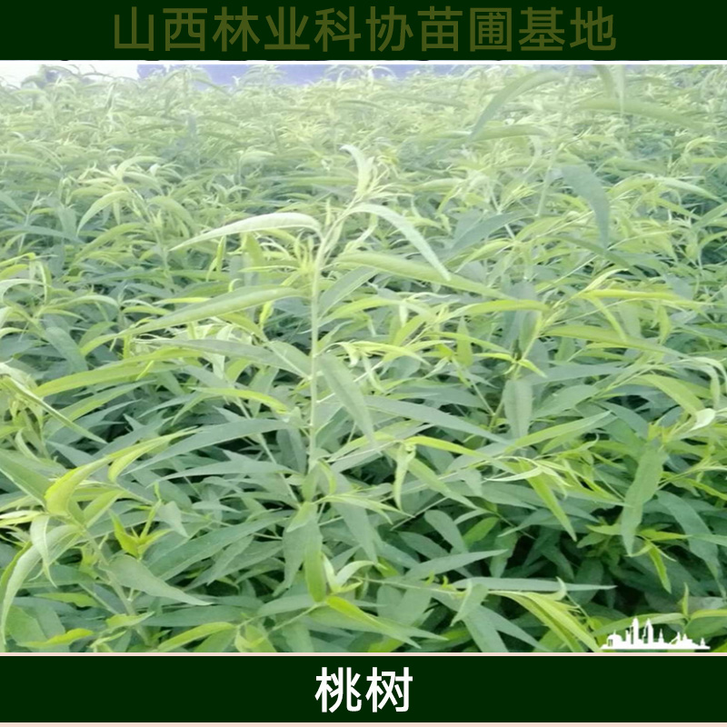 山西桃樹批發(fā) 優(yōu)質(zhì)高產(chǎn)桃樹種苗 早熟類桃樹苗木 新品種多年生桃樹苗
