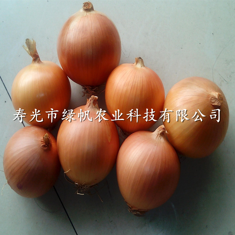 供應(yīng) 優(yōu)質(zhì)進口洋蔥種子 黃皮洋蔥種子 【黃金冠】