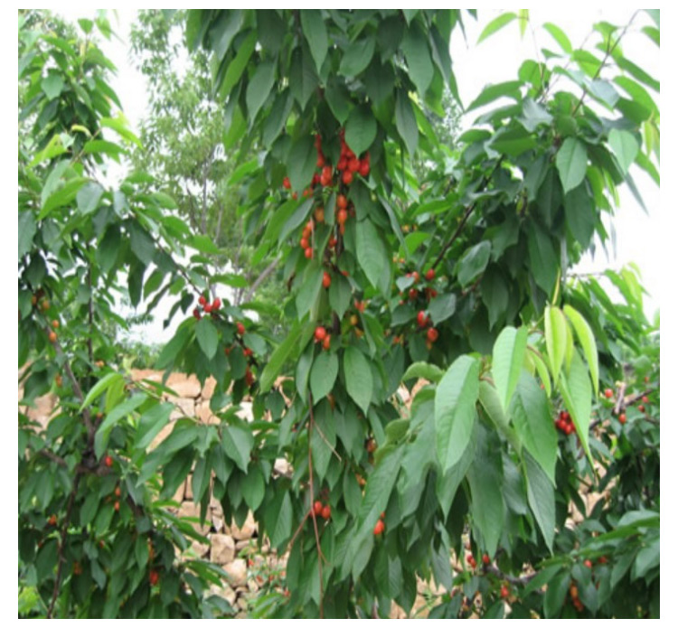 山西櫻桃苗巨早紅大櫻桃苗