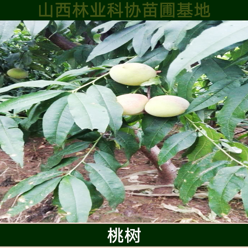山西桃樹批發(fā) 優(yōu)質(zhì)高產(chǎn)桃樹種苗 早熟類桃樹苗木 新品種多年生桃樹苗
