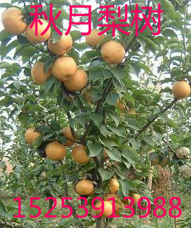 秋月梨樹苗 供應(yīng)秋月梨樹苗 秋月梨樹苗價格