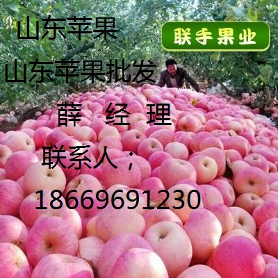 煙臺(tái)紅富士蘋果行情價(jià)格便宜供應(yīng)，煙臺(tái)蘋果供應(yīng)商，蘋果種植批發(fā)價(jià)格